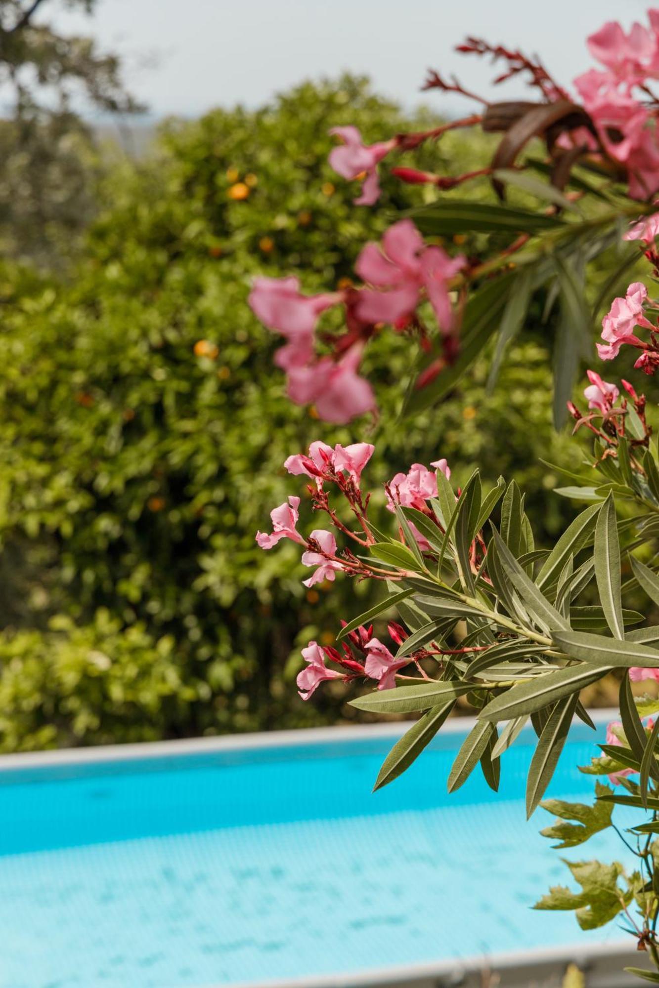 Casa Rural En Candeleda Con Piscina Y Un Maravilloso Jardin Exteriér fotografie